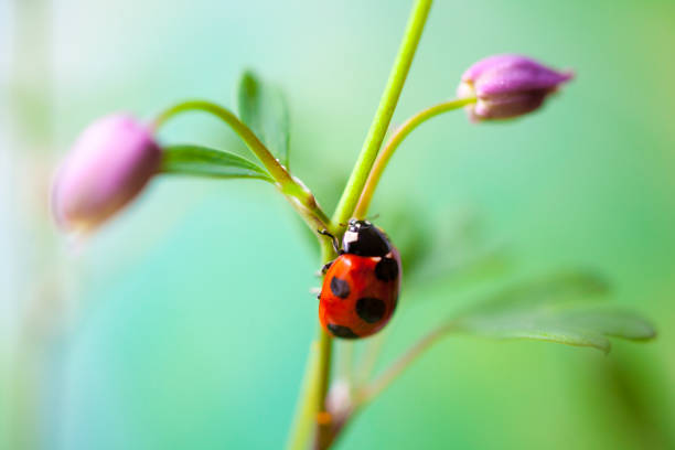 Ladybug sits on a flower Ladybug sits on a flower japanese ladybug stock pictures, royalty-free photos & images