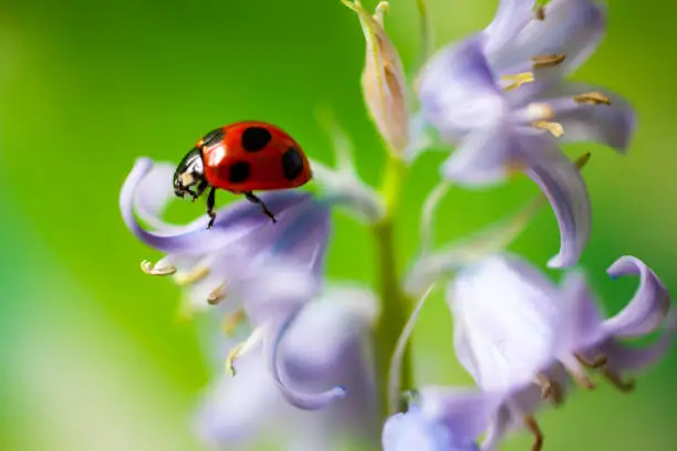 Photo of Ladybug sits on a flower