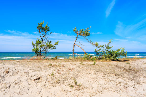 istock Green pine trees on sand dune overlooking Debki beach, Baltic Sea, Poland 674985230