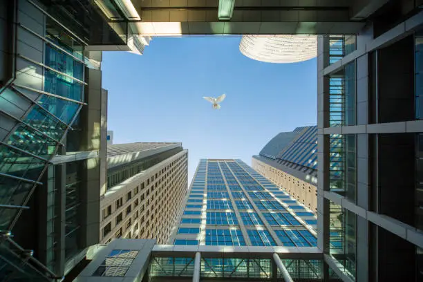Photo of White dove fly over office buildings
