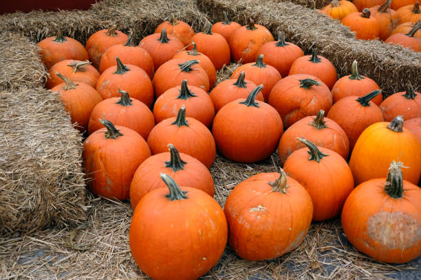 istock Pumpkins for sale 674988536