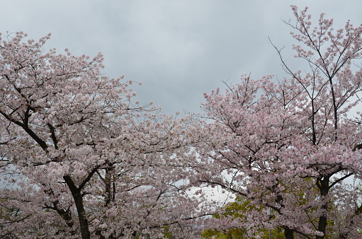 Plum blossom season starts in late January and lasts until March in Japan. In spite of severe cold climate, plum flowers are brave enough to start decorating bare branches of plum trees in our parks and gardens with red, pink and white blossoms, hinting to us that spring is around the corner, which is very encouraging to us Japanese who have endured cold winter with few flowers to please our eyes. They start blooming in cold weather, prior to the cherry blossom season.