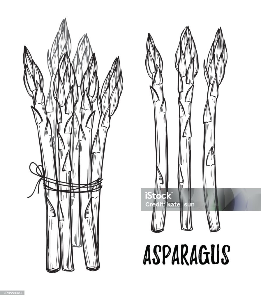 Ilustración de Mano Dibuja Ilustraciones Vectoriales Colección De Espárragos Elementos De Diseño En El Estilo De Dibujo Ideal Para Carteles Embalaje Menú De Restaurante Folletos Volantes y más Vectores Libres de Derechos Ilustración de Mano Dibuja Ilustraciones Vectoriales Colección De Espárragos Elementos De Diseño En El Estilo De Dibujo Ideal Para Carteles Embalaje Menú De Restaurante Folletos Volantes y más Vectores Libres de Derechos