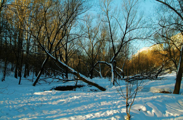 istock Moscow Park on a clear winter day 674994914