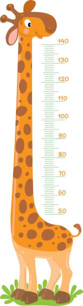 Giraffe meter wall or height chart Cheerful funny giraffe with long neck. Height meter or meterwall or wall sticker. Childrens vector illustration with scale from 50 to 140 centimeter to measure growth boy height measure stock illustrations