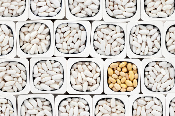 Cannellini and canary beans