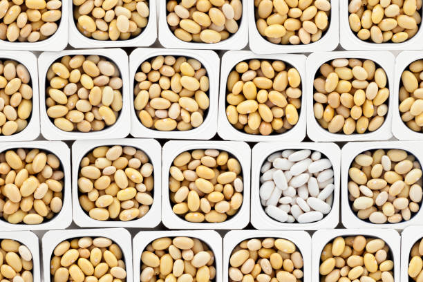 Canary and cannellini beans