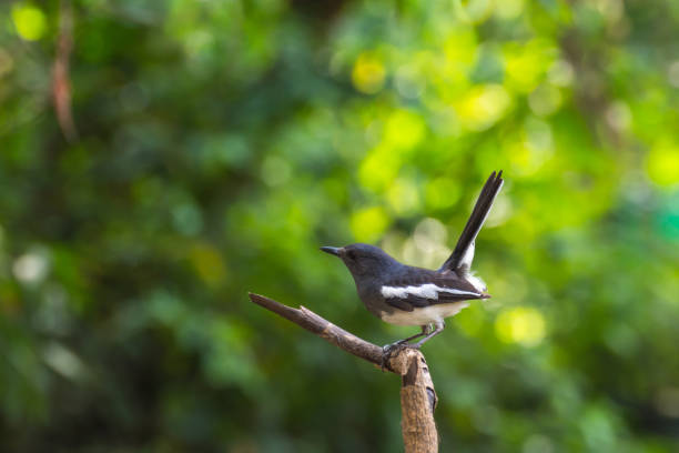 istock Bird (Oriental magpie-robin or Copsychus saularis) female black and white color 674998422