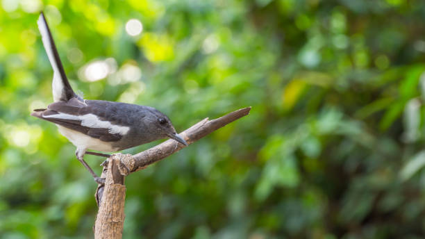 istock Bird (Oriental magpie-robin or Copsychus saularis) female black and white color 674998458