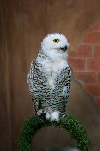 istock White owl, with an old brick wall background 674998784