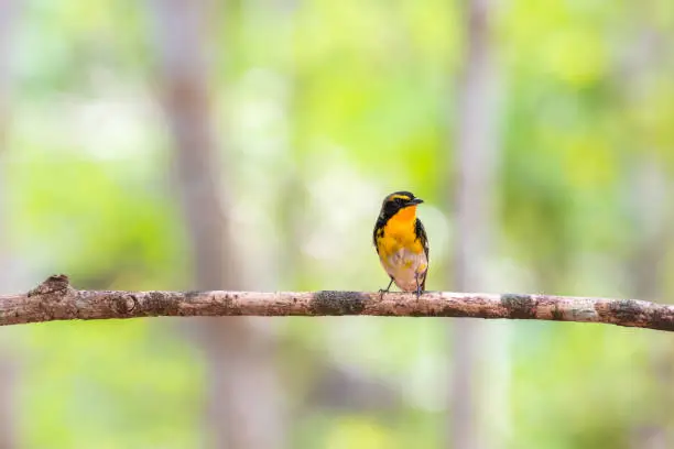 Bird (Narcissus Flycatcher, Ficedula narcissina) male black, orange, orange-yellow color  perched on a tree in the garden risk of extinction