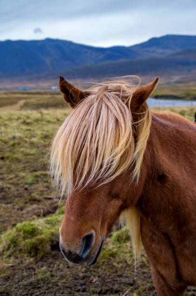istock Icelandic horse 675002686