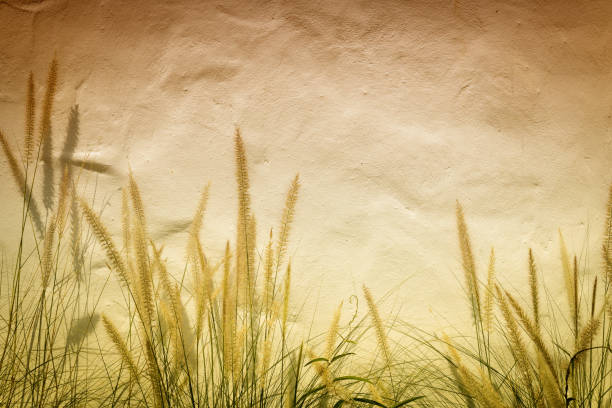 istock Grass flower on plaster, vintage tone for background 675004130