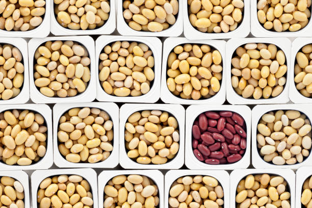 Canary and kidney beans