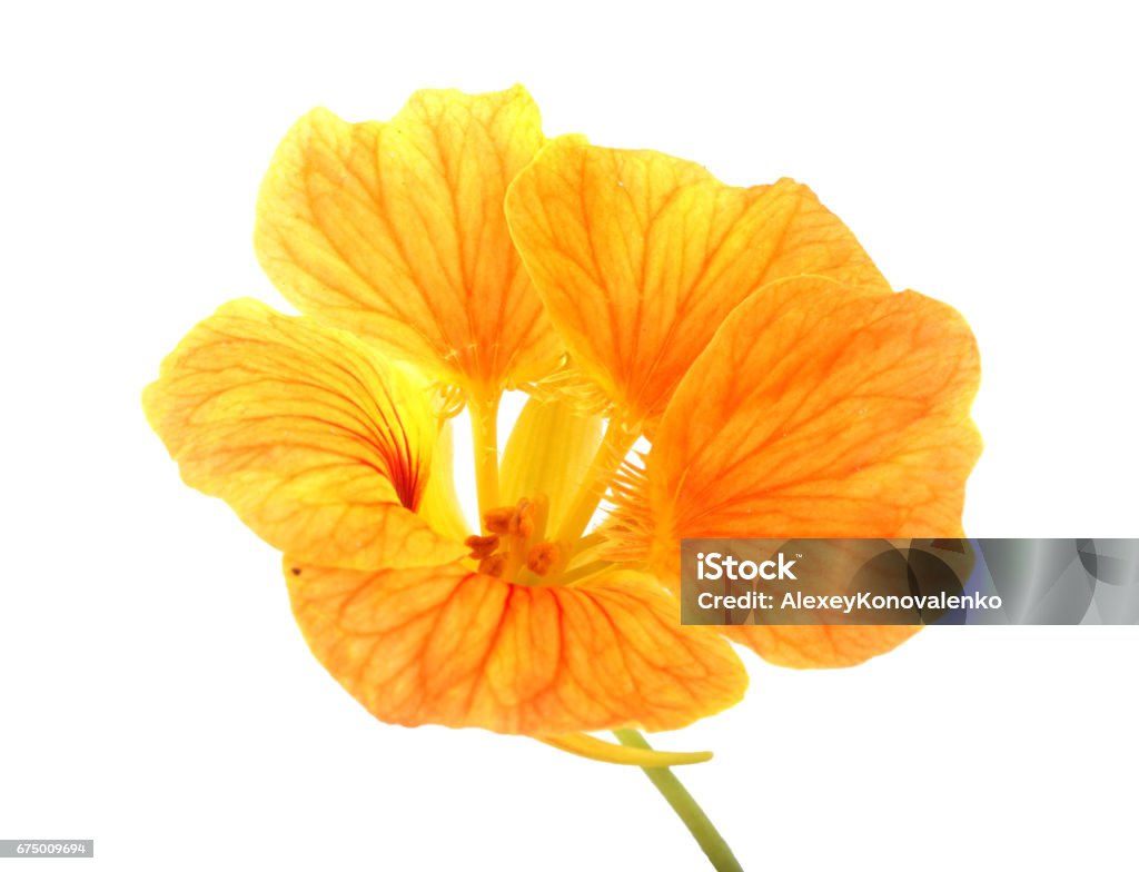 Nasturtium flower Beautiful flower Cut Out Stock Photo