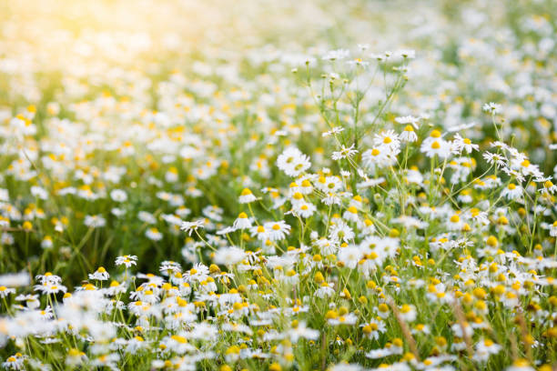 campo de flores de margaritas en verano - 11681 fotografías e imágenes de stock