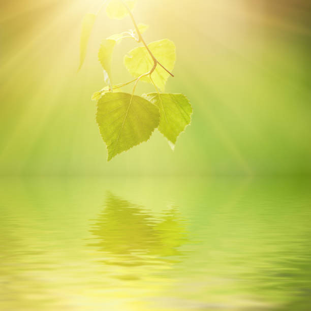 istock Sunny green leaves 675011618
