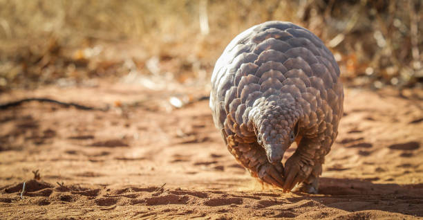 1,066 Pangolin Stock Photos, Pictures & Royalty-Free Images - iStock | Pangolin china, Pangolin scales, Pangolin vector 1,066 Pangolin Stock Photos, Pictures & Royalty-Free Images - iStock | Pangolin china, Pangolin scales, Pangolin vector