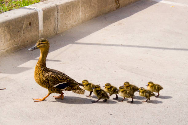 Duck with small ducklings on the street