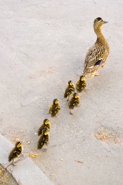 istock Duck with small ducklings on the street 675017770