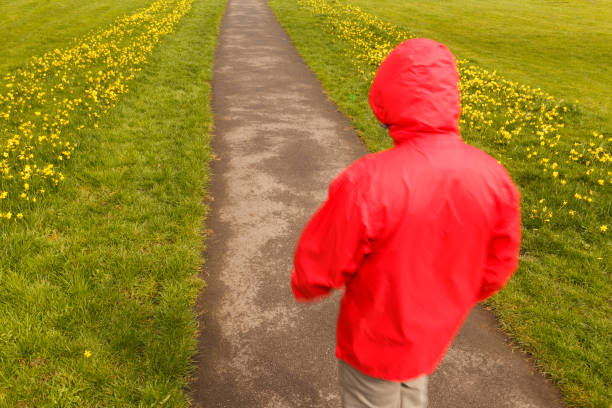 Model released image of unrecognisable man walking along path lined with grass and yellow daffodils in Spring in Britain.