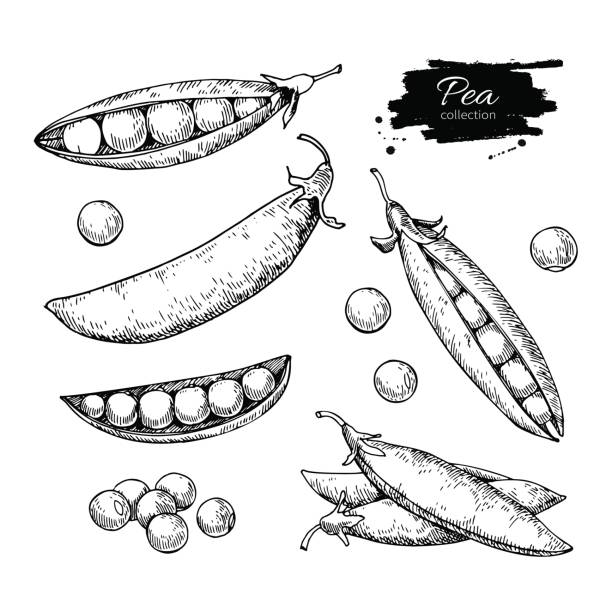 ilustrações de stock, clip art, desenhos animados e ícones de pea hand drawn vector illustration set. isolated vegetable engraved style object. - ervilha