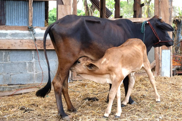 istock Mother cow feeding calf 675023748