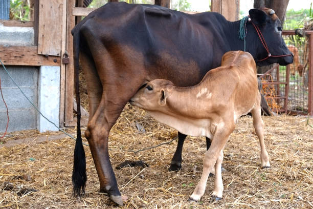 istock Mother cow feeding calf 675023854