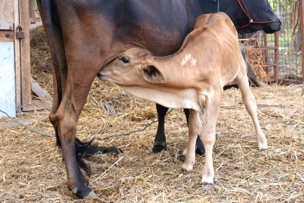 istock Mother cow feeding calf 675023864
