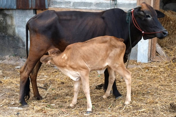 Mother cow feeding calf