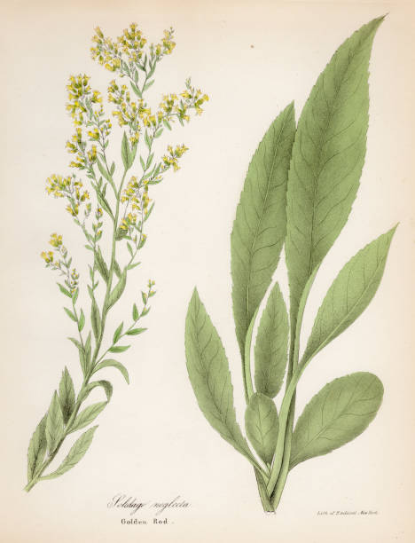 골 덴 1843 조각 식물 - goldenrod stock illustrations