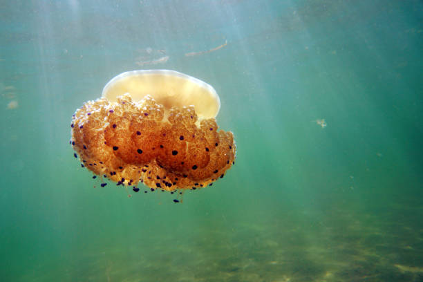 istock A jellyfish swims in the sea 675029786