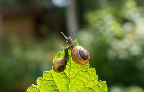 istock Two garden snails on a leaf currant looking into the distance, bokeh in the background 675029808