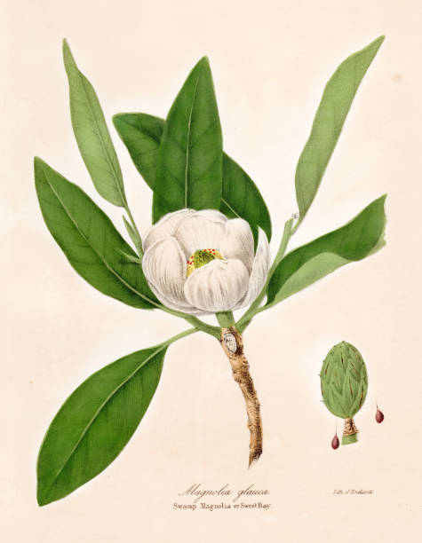 bildbanksillustrationer, clip art samt tecknat material och ikoner med magnolia växt botaniska gravyr 1843 - magnolia