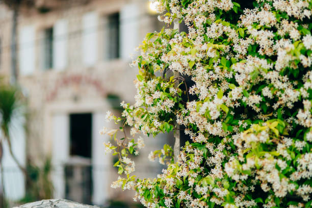 Flowering jasmine flowers, green wall. Montenegro, Kotor Bay Perast