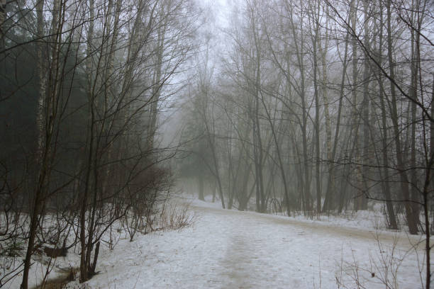 istock Alley in a winter park, bare trees and a morning mist 675035912