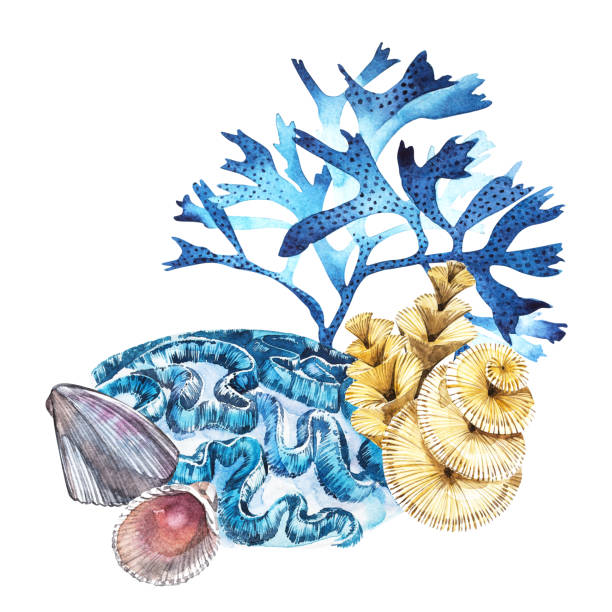 istock Compositions Seaweed sea life and corals object isolated on white background. Watercolor hand drawn painted illustration. Underwater watercolor background illustration. 675036488