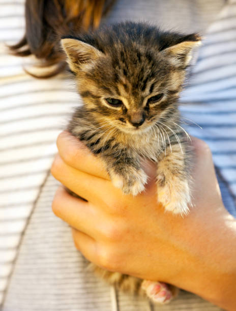 istock Young child loving her cat 675038778