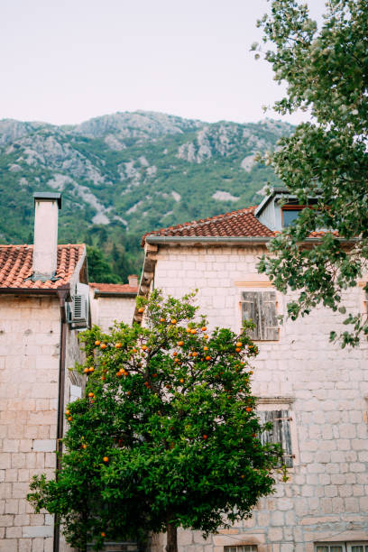 istock Orange Tree near the stone house 675038888