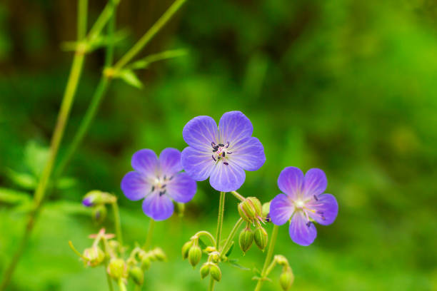 紫花緑のフィールドでゼラニウム pratense または草原のゼラニウムです。草原の鶴のビルの花 - マサチューセッツ州 グリーンフィールド ストックフォトと画像