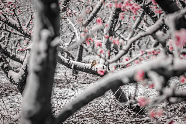 peach tree blossom on a farm in spring snow