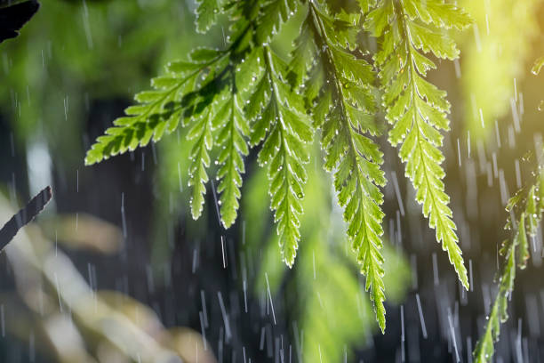 Tree leaf in raining day stock photo
