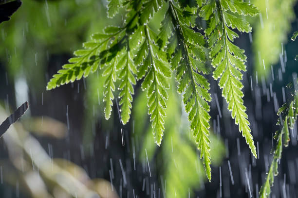 Tree leaf in raining day stock photo