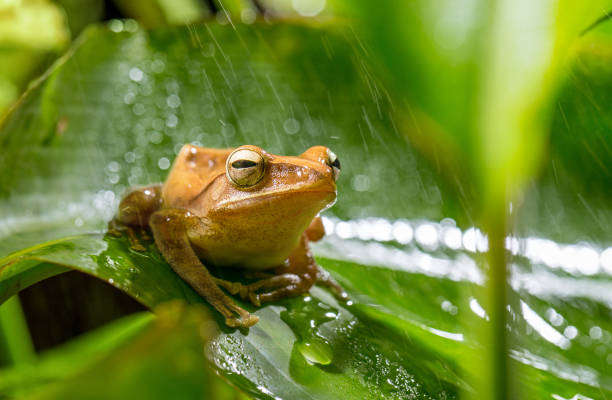 Golden tree frog stock photo