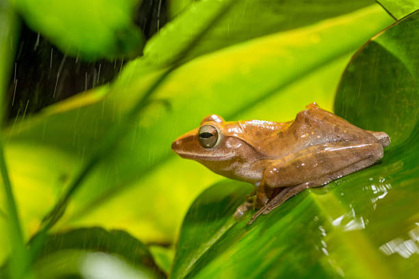 Golden tree frog stock photo