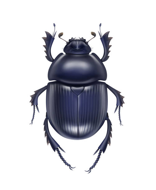 Scarabaeus sacer beetle Vector dark blue shiny dung beetle Scarabaeus Sacer close up top view isolated on white background scarab beetle stock illustrations