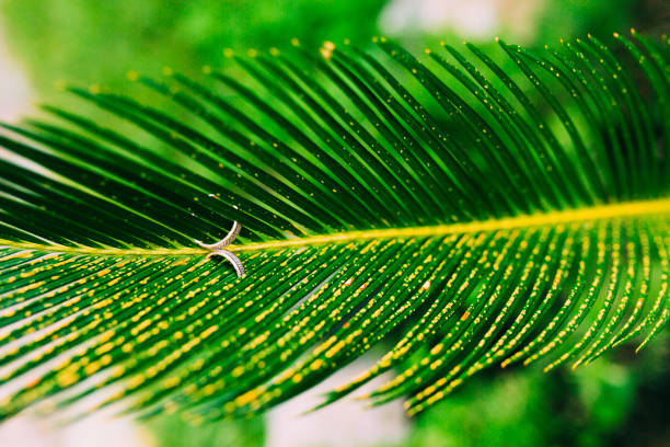 istock Wedding rings on a date palm 675059646