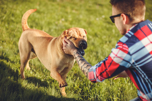 istock I love my dog... 675061202