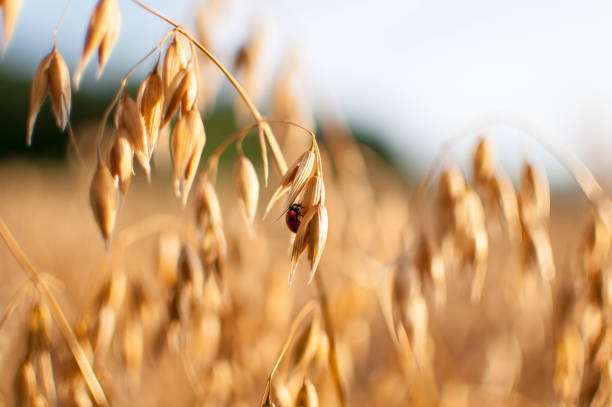 oats in the field