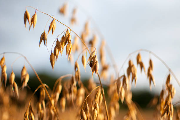 istock oats in the field 675064204